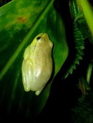Heterixalus madagascariensis