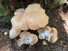 Hydnum washingtonianum