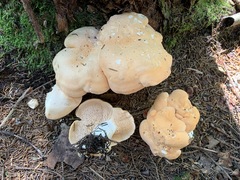 Hydnum washingtonianum