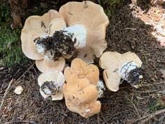 Hydnum washingtonianum