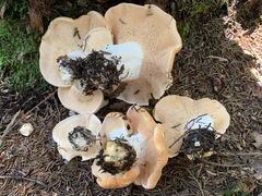 Hydnum washingtonianum