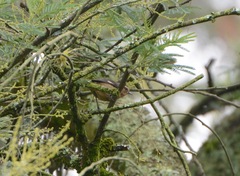 Conirostrum cinereum