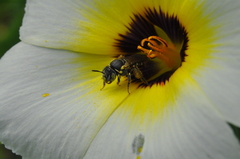 Protomeliturga turnerae
