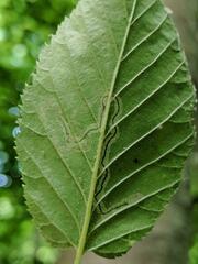 Stigmella lemniscella