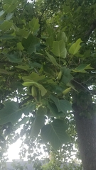Liriodendron tulipifera
