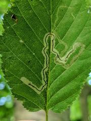 Stigmella lemniscella