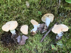 Hydnum washingtonianum