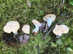 Hydnum washingtonianum