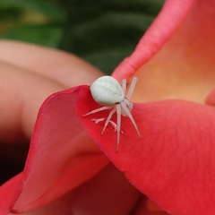 Misumena vatia