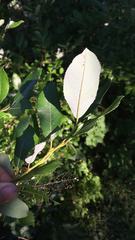 Salix apennina