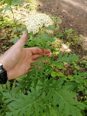 Tanacetum macrophyllum
