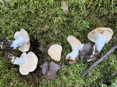 Hydnum washingtonianum