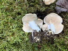 Hydnum washingtonianum