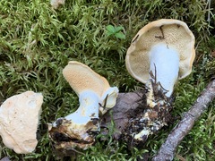 Hydnum washingtonianum