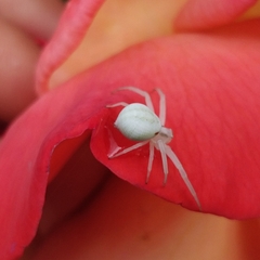 Misumena vatia