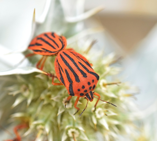 Semipunctated Shield Bug