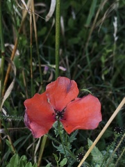 Papaver