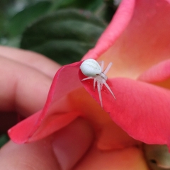 Misumena vatia