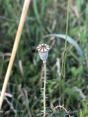 Papaver