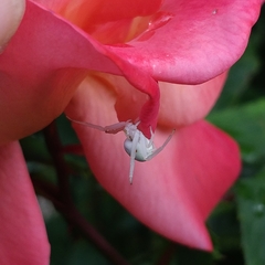 Misumena vatia