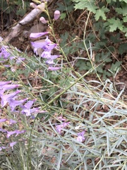 Penstemon sepalulus