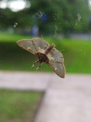 Apilocrocis brumalis