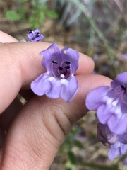 Penstemon sepalulus