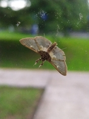 Apilocrocis brumalis