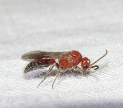 Sphaeropthalminae