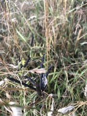 Fabaceae