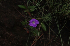 Geranium potentillifolium