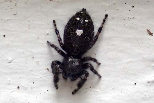 Bold Jumping Spider photographed in Massachusetts