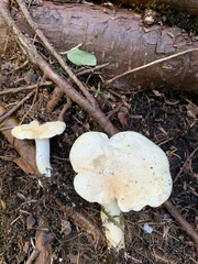 Hydnum washingtonianum