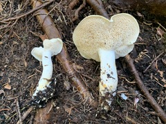 Hydnum washingtonianum