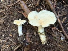 Hydnum washingtonianum