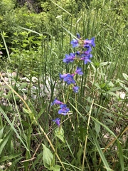 Penstemon cyananthus cyananthus