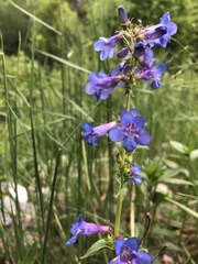 Penstemon cyananthus cyananthus