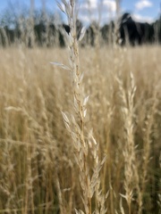 Poaceae