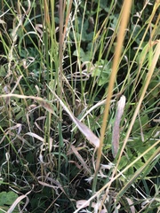 Poaceae
