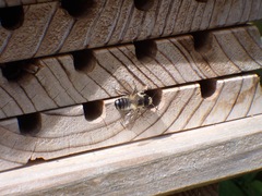 Megachile willughbiella