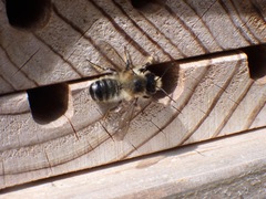 Megachile willughbiella