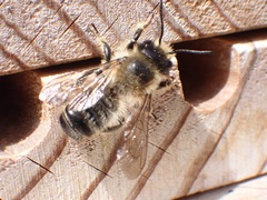 Megachile willughbiella
