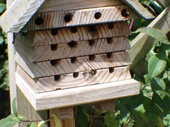 Megachile willughbiella