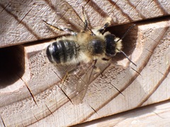 Megachile willughbiella