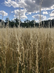 Poaceae