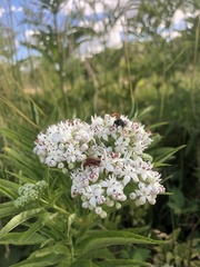 Sambucus ebulus