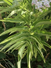 Sambucus ebulus