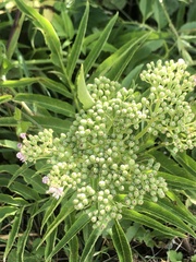 Sambucus ebulus