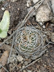 Mammillaria decipiens