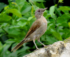 Turdus leucomelas
